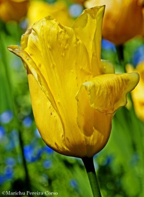 Yellow Tulip, Filoli Garden