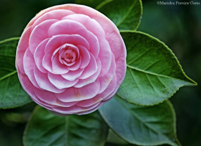Pink Camellia japonica 'Nuccio's Gem'