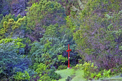 Cross in the Forest