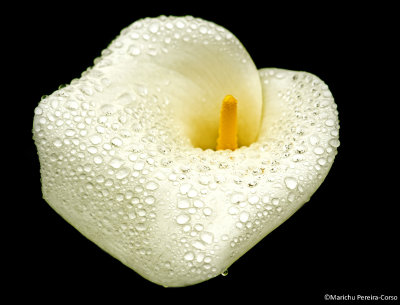 Raindrops and Calla