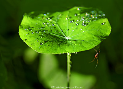 Raindrops and Spider