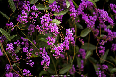 Purple Vine