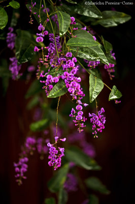 Purple Vine