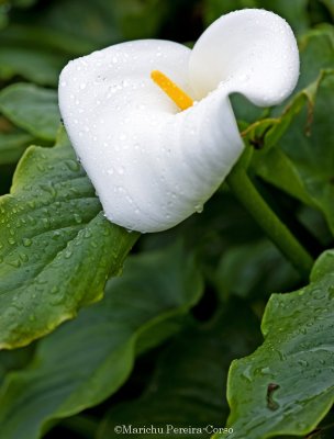 Calla Lily