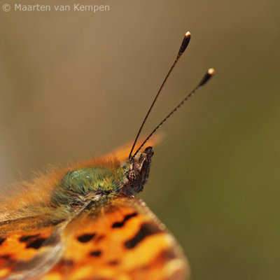 Comma butterfly (Polygonia c-album)