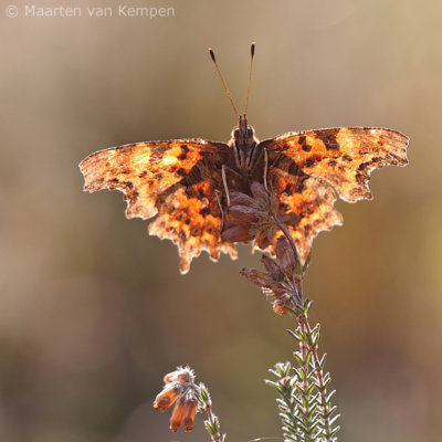 Comma butterfly (Polygonia c-album)