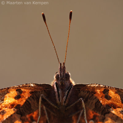 Comma butterfly (Polygonia c-album)