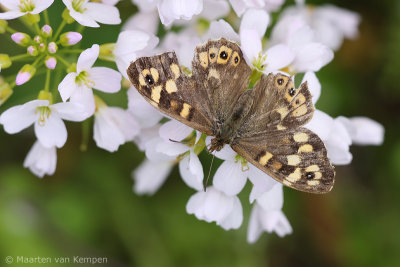 Speckled wood <BR>(Pararge aegeria)