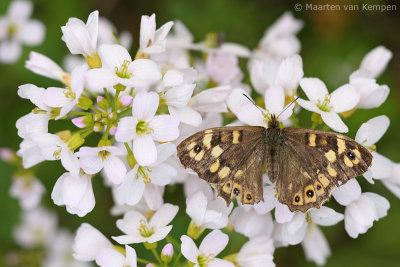 Speckled wood (Pararge aegeria)