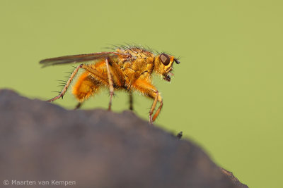 Yellow dungfly (Sca-thophaga stercoraria)