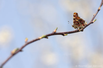 Map butterfly (Araschnia levana)