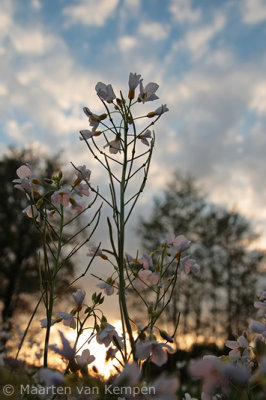 Cuckoo flower <BR>(Gardamine pratensis)