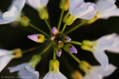 Cuckoo flower (Gardamine pratensis)