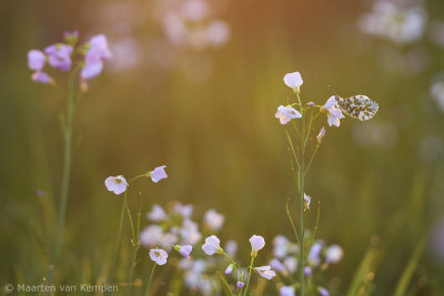 Orange tip (Anthocharis cardamines)