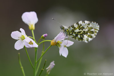 Orange tip (Anthocharis cardamines)