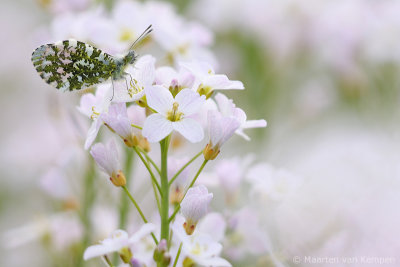 Orange tip (Anthocharis cardamines)