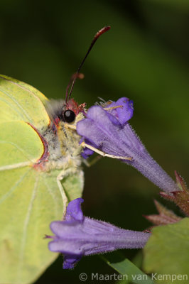 Brimstone (Gonepteryx rhamni)