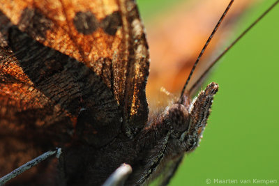 Comma butterfly (Polygonia c-album)