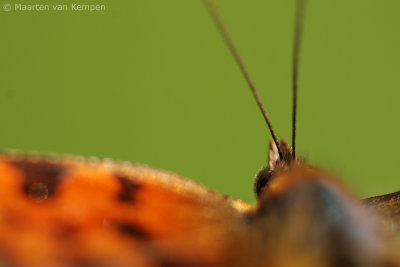 Comma butterfly (Polygonia c-album)