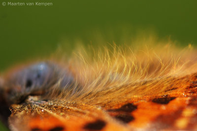 Comma butterfly (Polygonia c-album)