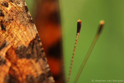 Comma butterfly (Polygonia c-album)