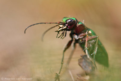 Green tiger beetle (Cicindela campestris)