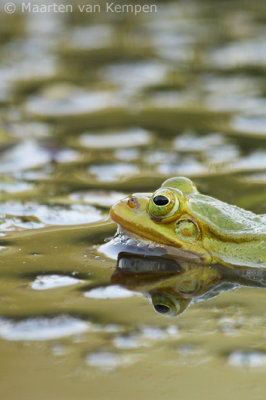 Pool frog <BR>(Rana lessonae)