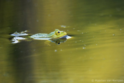 Pool frog (Rana lessonae)