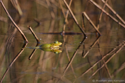 Pool frog (Rana lessonae)