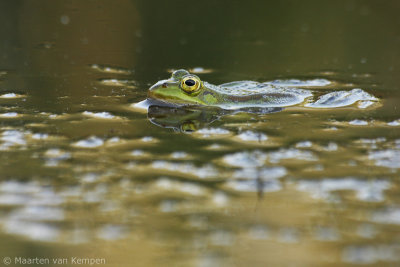 Green frog spec. (Rana spec.)