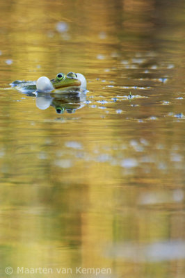 Green frog spec. (Rana spec.)