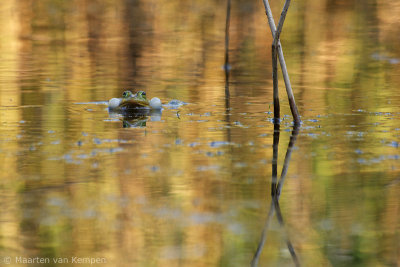 Green frog spec. (Rana spec.)