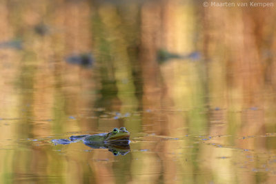 Green frog spec. (Rana spec.)