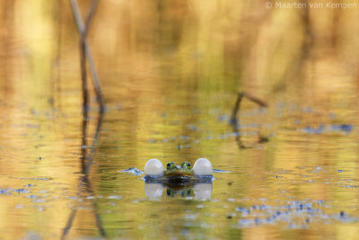 Green frog spec. (Rana spec.)