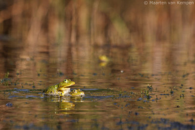 Green frog spec. (Rana spec.)