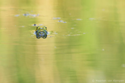 Green frog spec. (Rana spec.)
