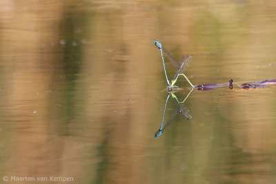 Common blue damselfly (Enallagma cyatigerum)