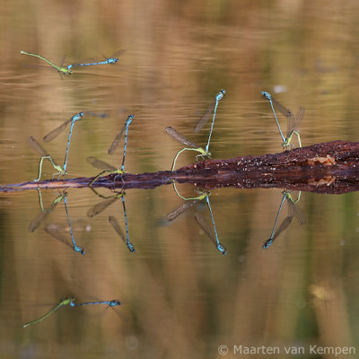 Common blue damselfly (Enallagma cyatigerum)