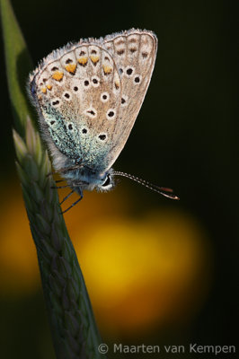 Common blue (Polymmatus icarus)