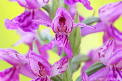 Southern marsh orchid
