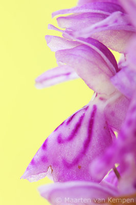Southern marsh orchid