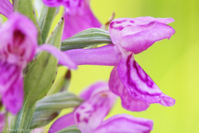 Southern marsh orchid