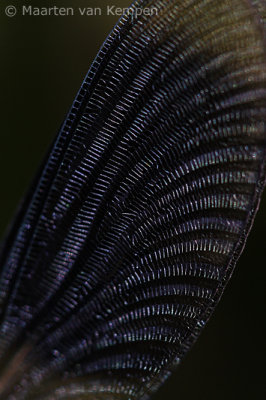 Banded demoiselle (Calopteryx splendens)