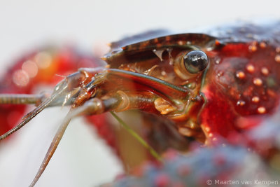 Red swamp crayfisch (Procambarus clarkii)