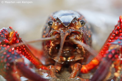 Red swamp crayfisch (Procambarus clarkii)
