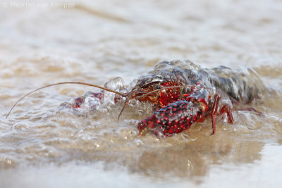 Red swamp crayfisch (Procambarus clarkii)