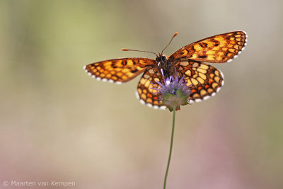 Heath fritillary (Melitaea athalia)