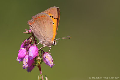 Small copper (Lycaena phlaeas)