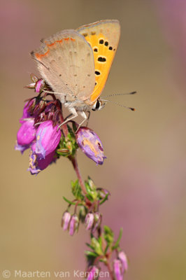 Small copper (Lycaena phlaeas)