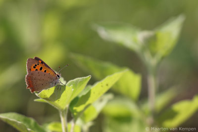 Small copper (Lycaena phlaeas)